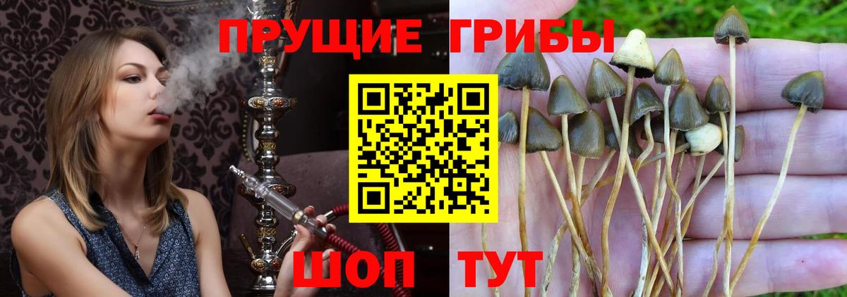 Галлюциногенные грибы Cubensis Урюпинск